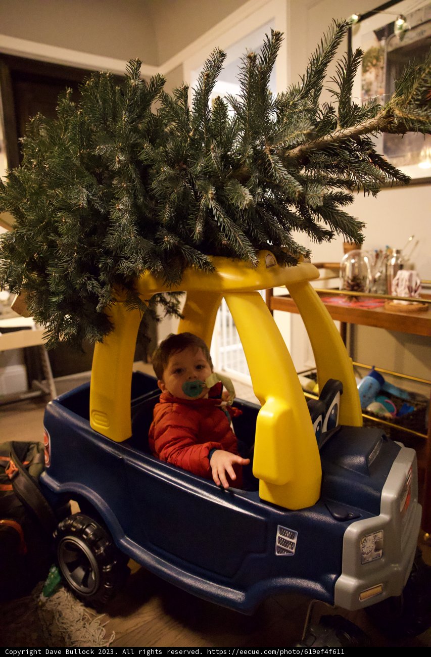Wesley's Christmas Tree Delivery Adventure