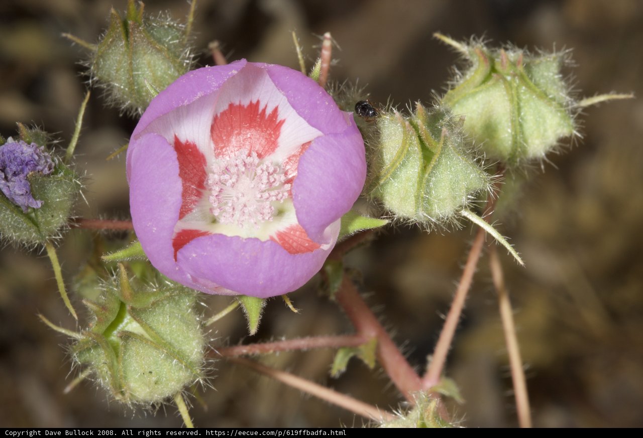 Desert Geranium
