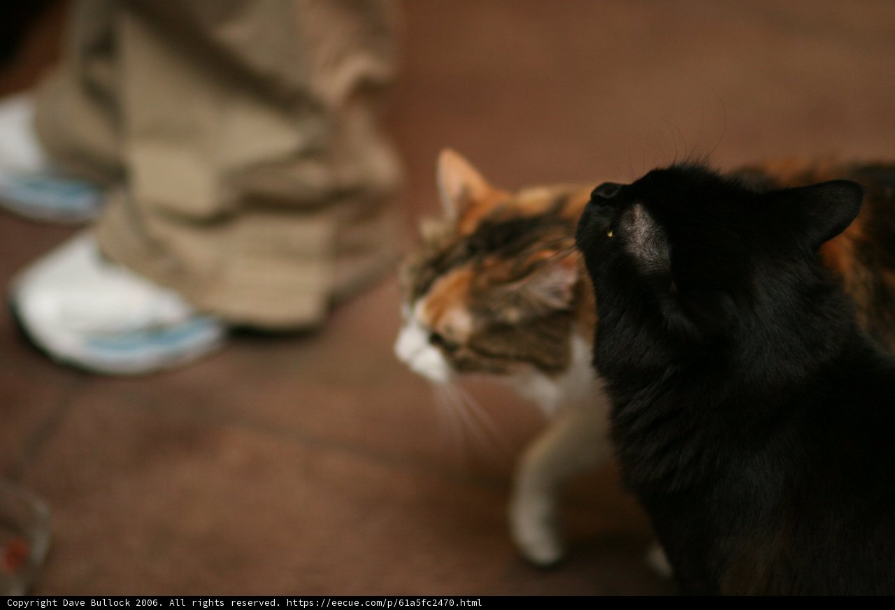 The Cat and the Sneaker