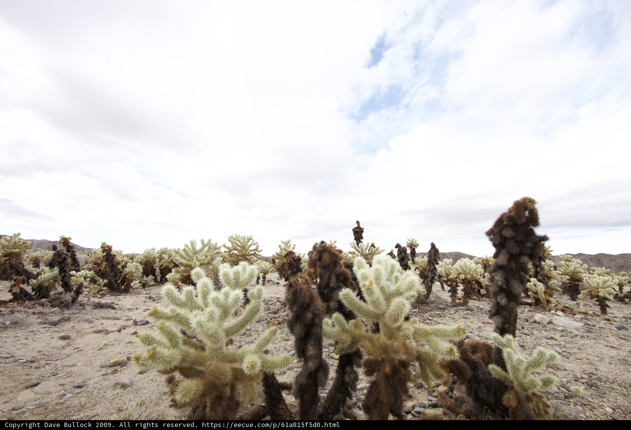 Wilderness of Joshua Tree