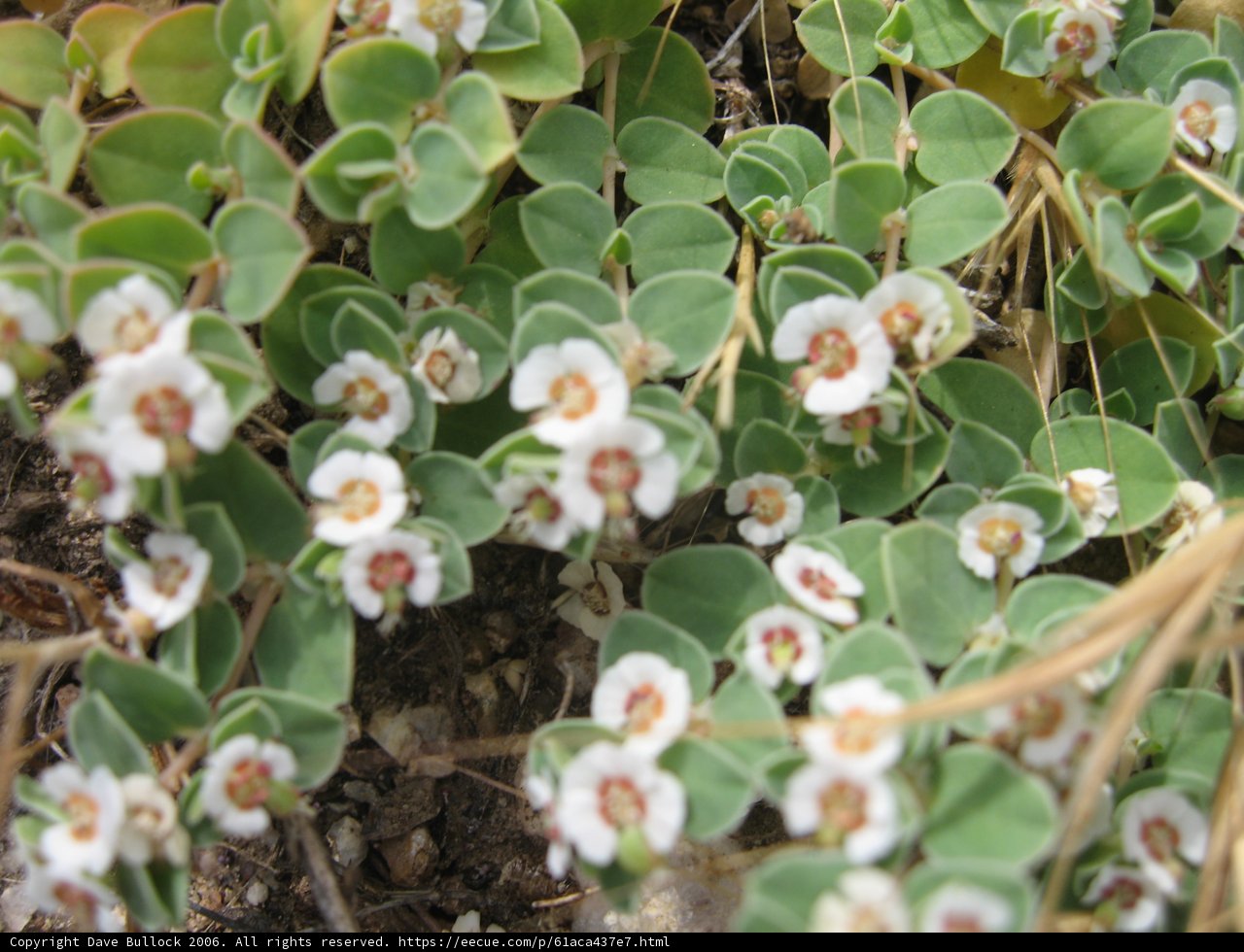 Small White Flowers on a Lush Green Plant
