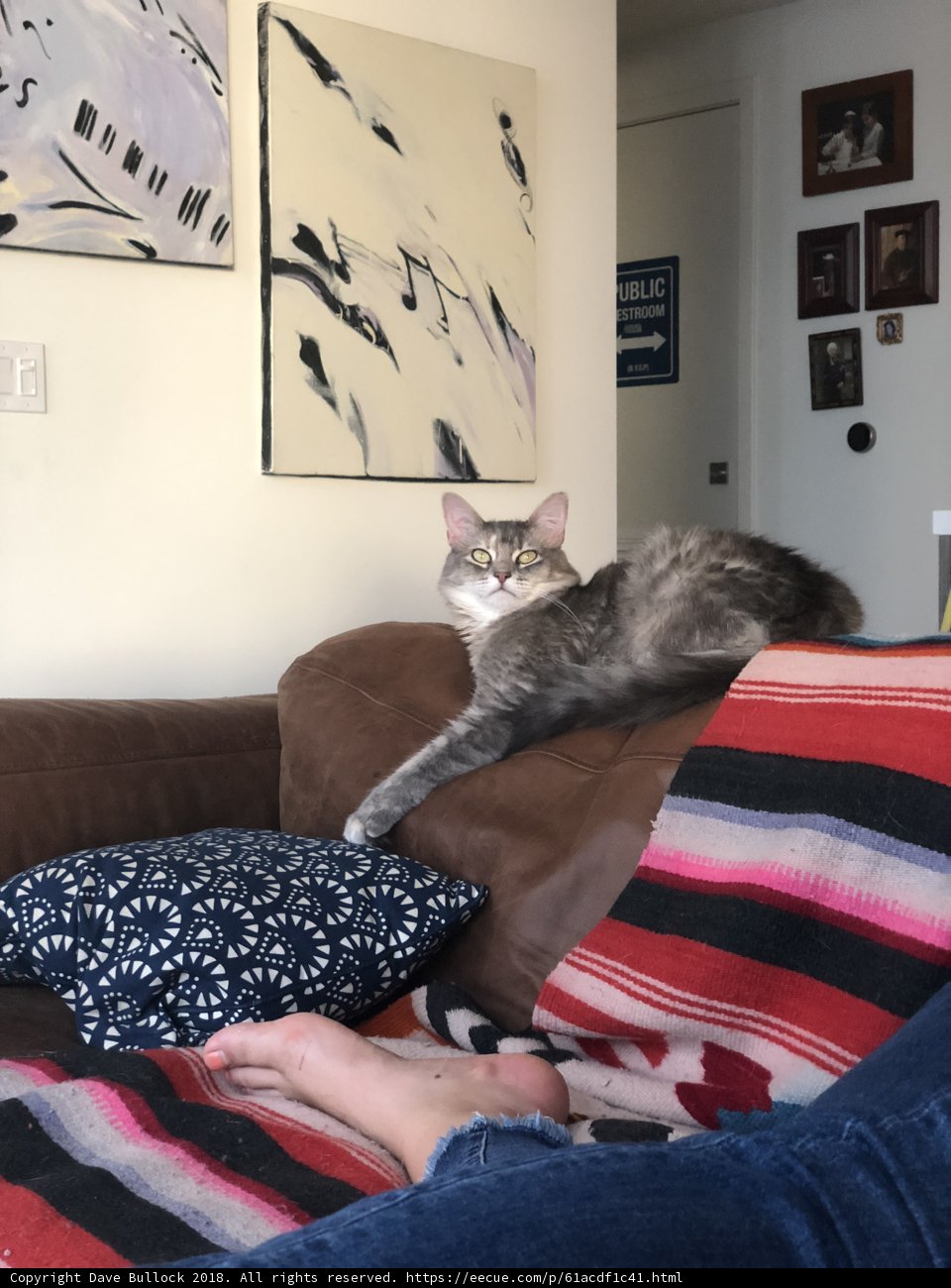 Cozy Cat Nap