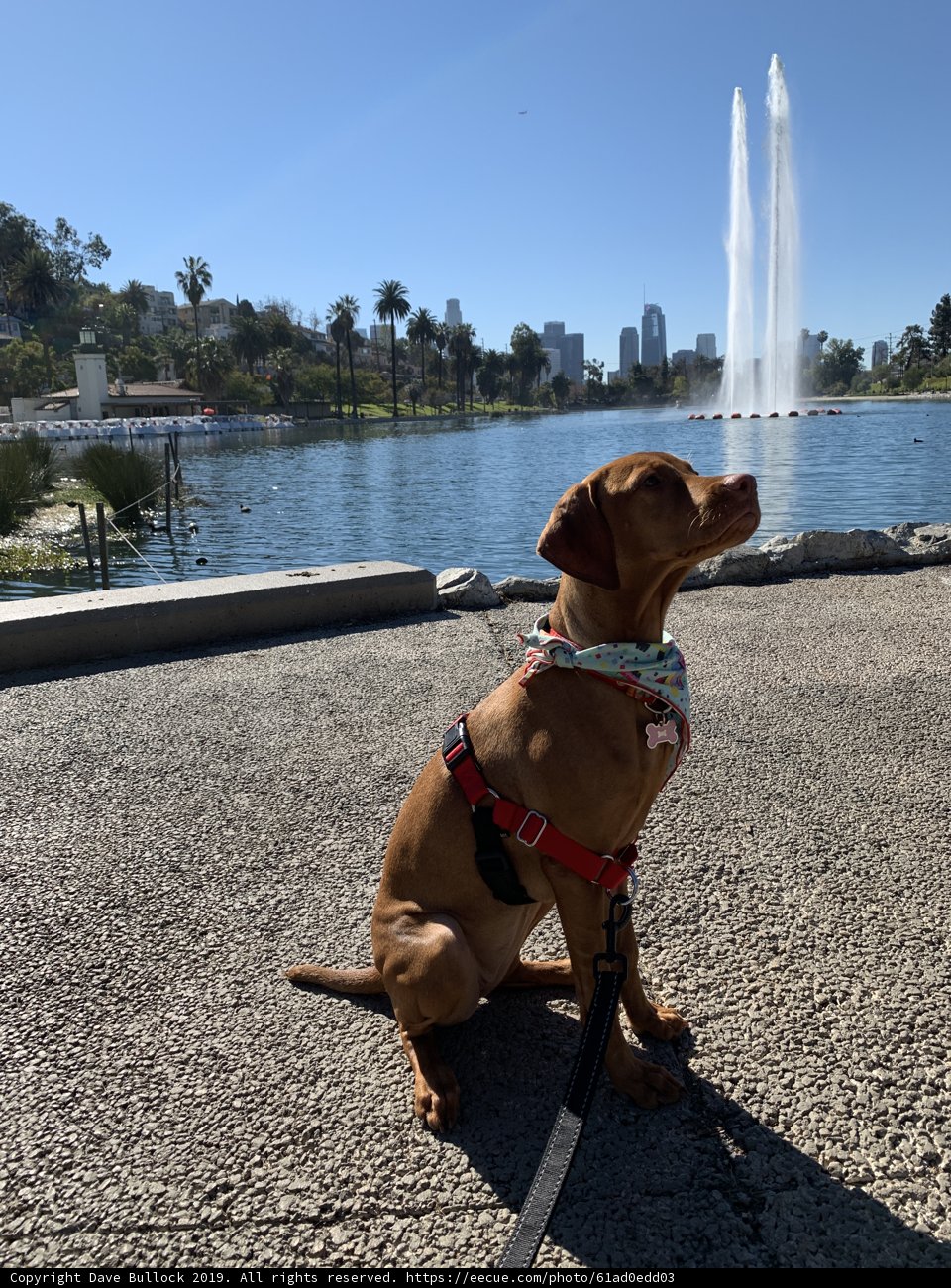 Serene Pup by the Fountain