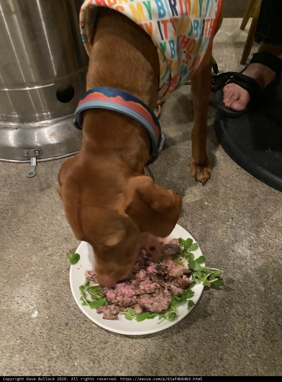 Canine Cuisine