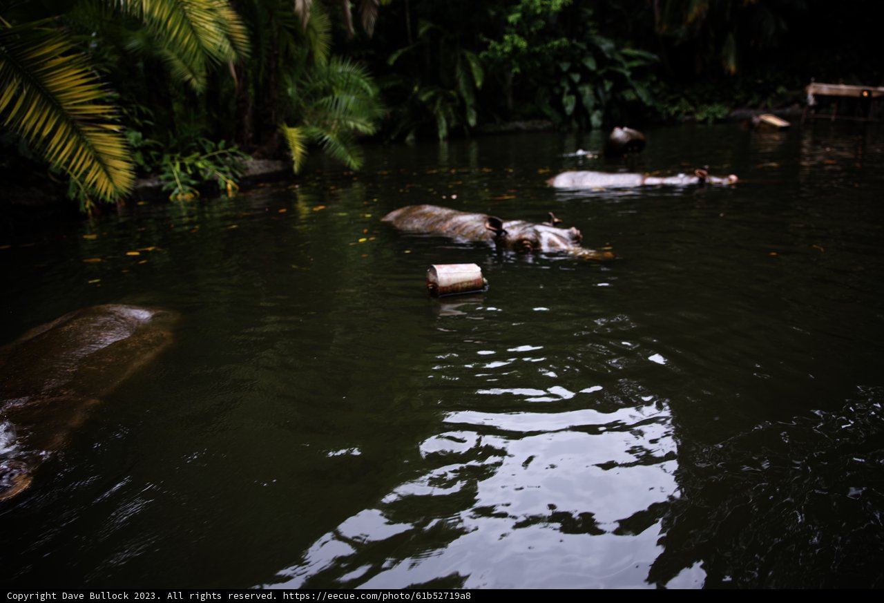 Splashing with Hippos at Disneyland
