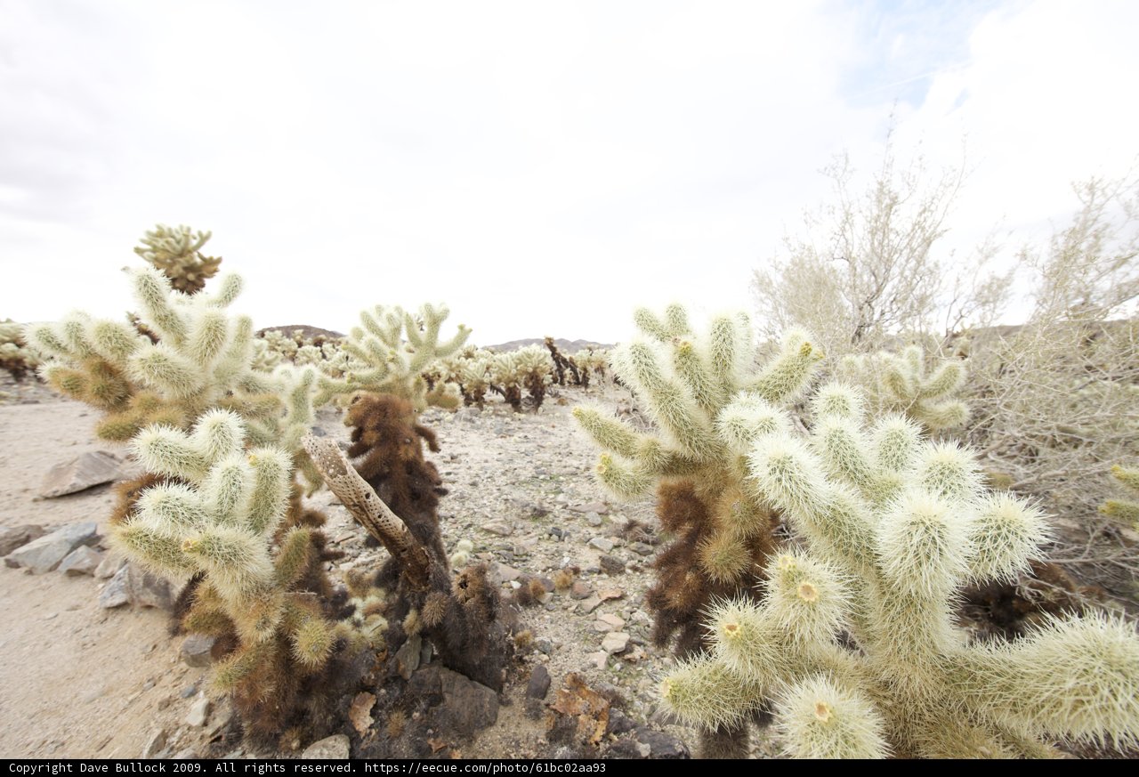 Prickly Paradise