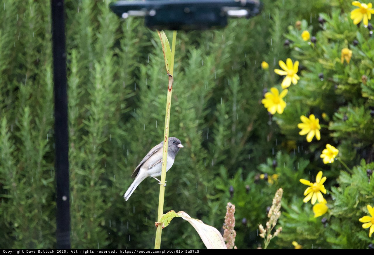 Dark-Eyed Junco Perched in Garden Rain