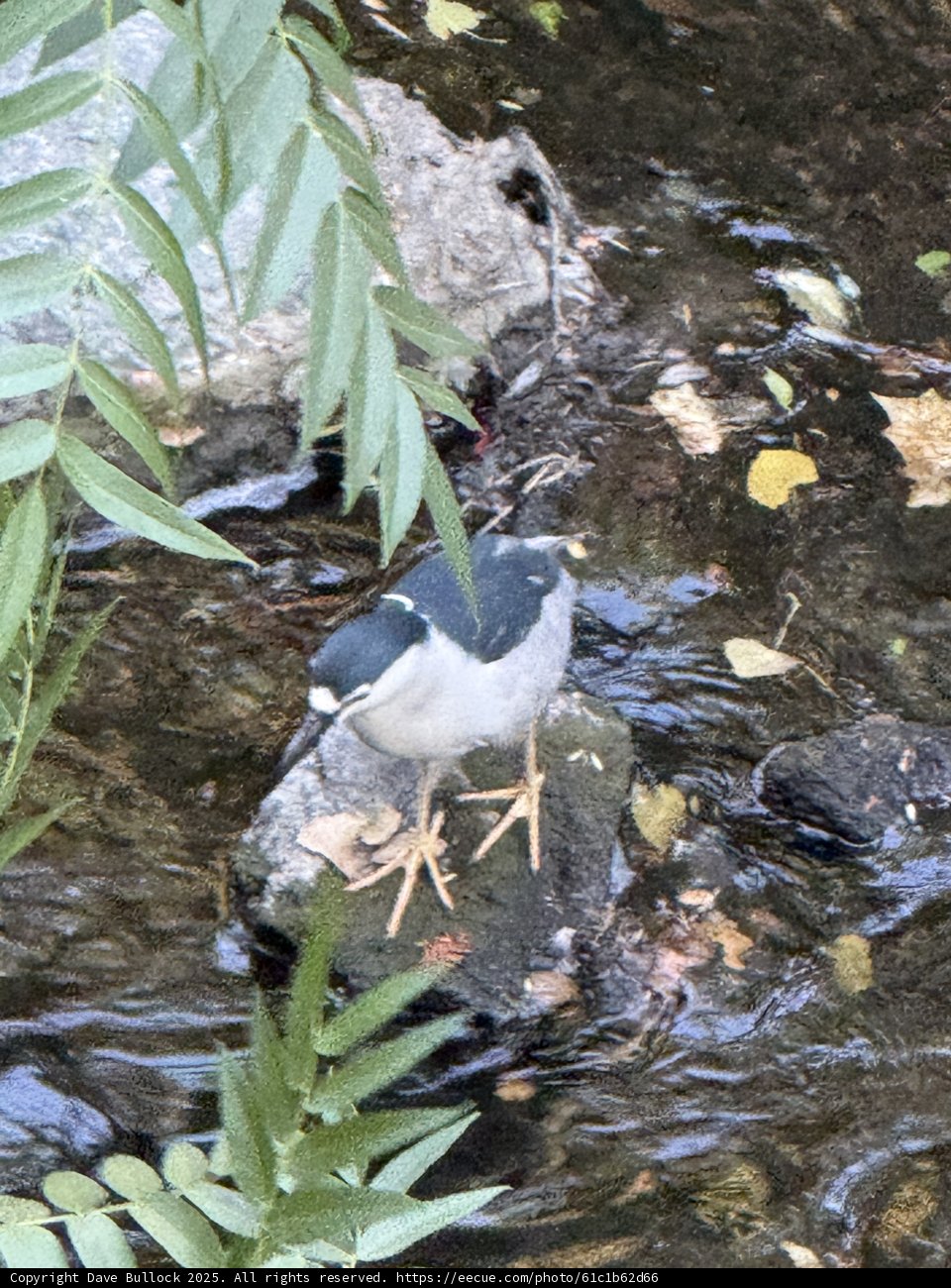 Quiet Observations by the Stream