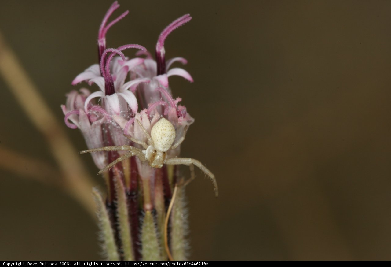 Garden Spider on Daisy