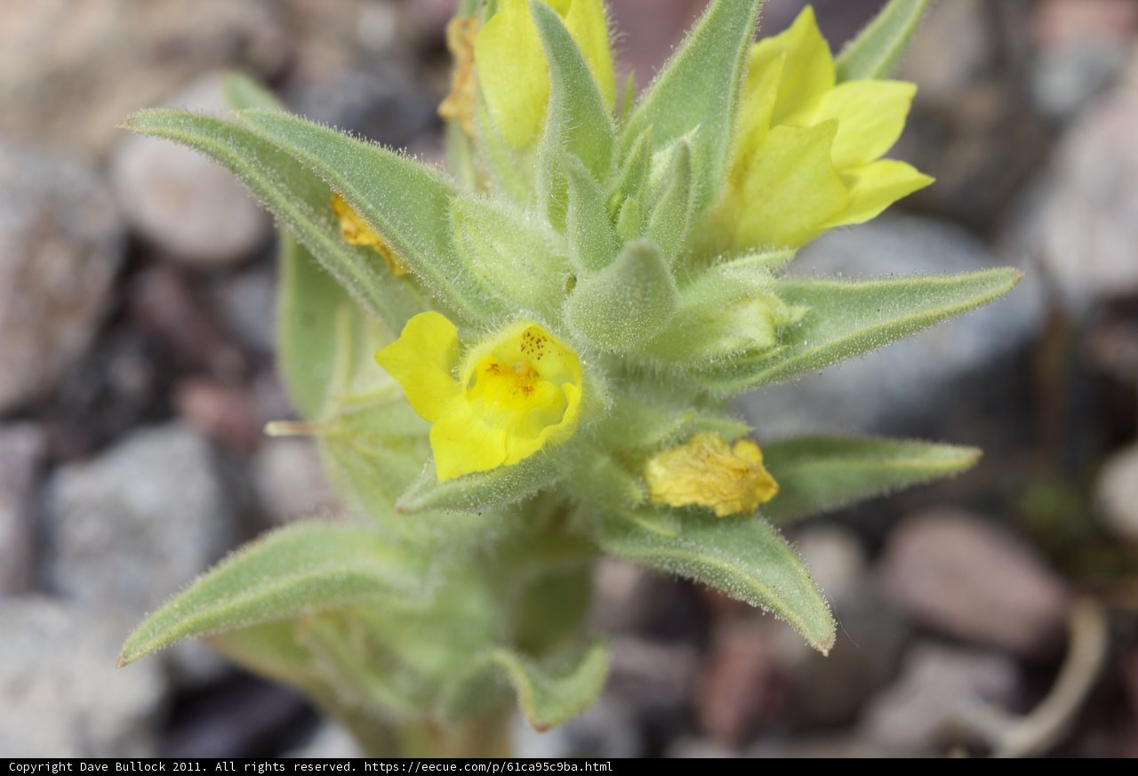 Petite Snapdragon