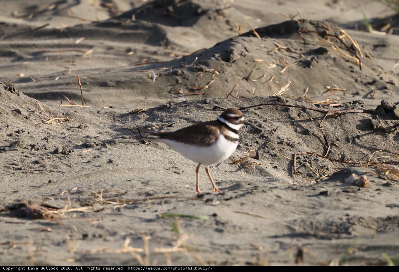 Killdeer Plover on Sandy Beach at Drakes Beach