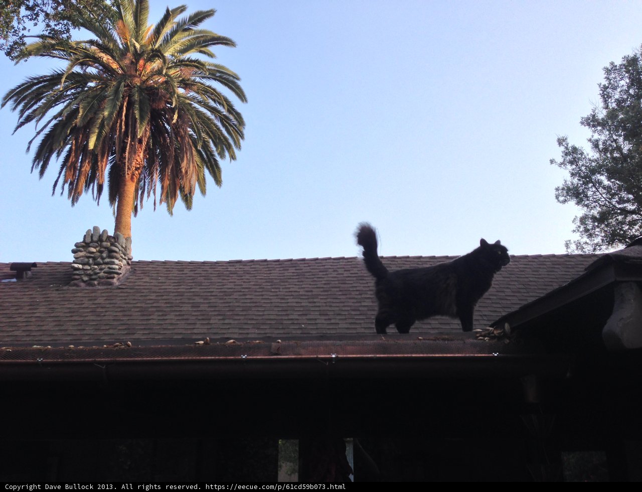 Feline Rooftop Explorer