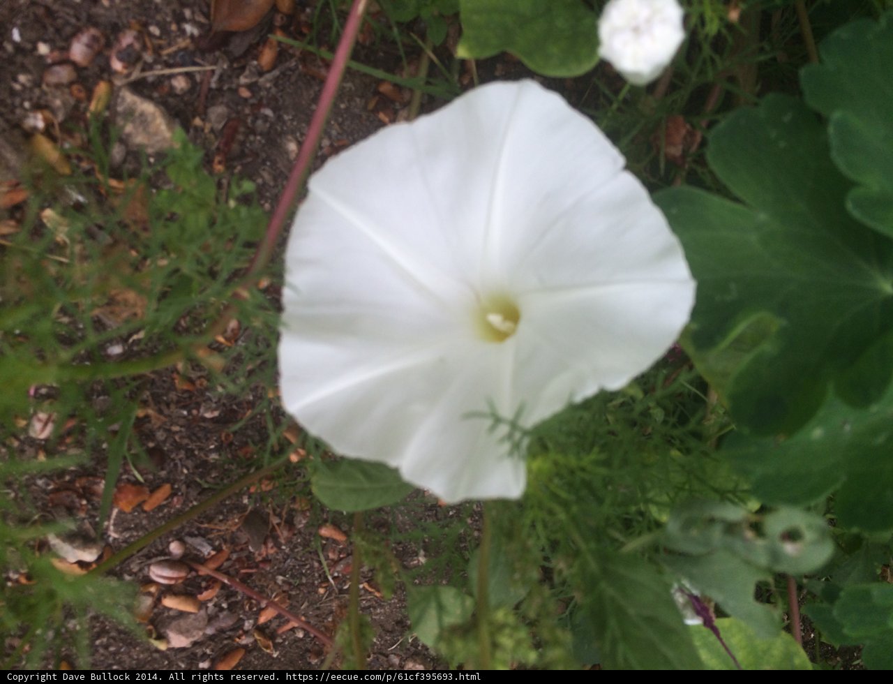 White Geranium Flower in Altadena Garden
