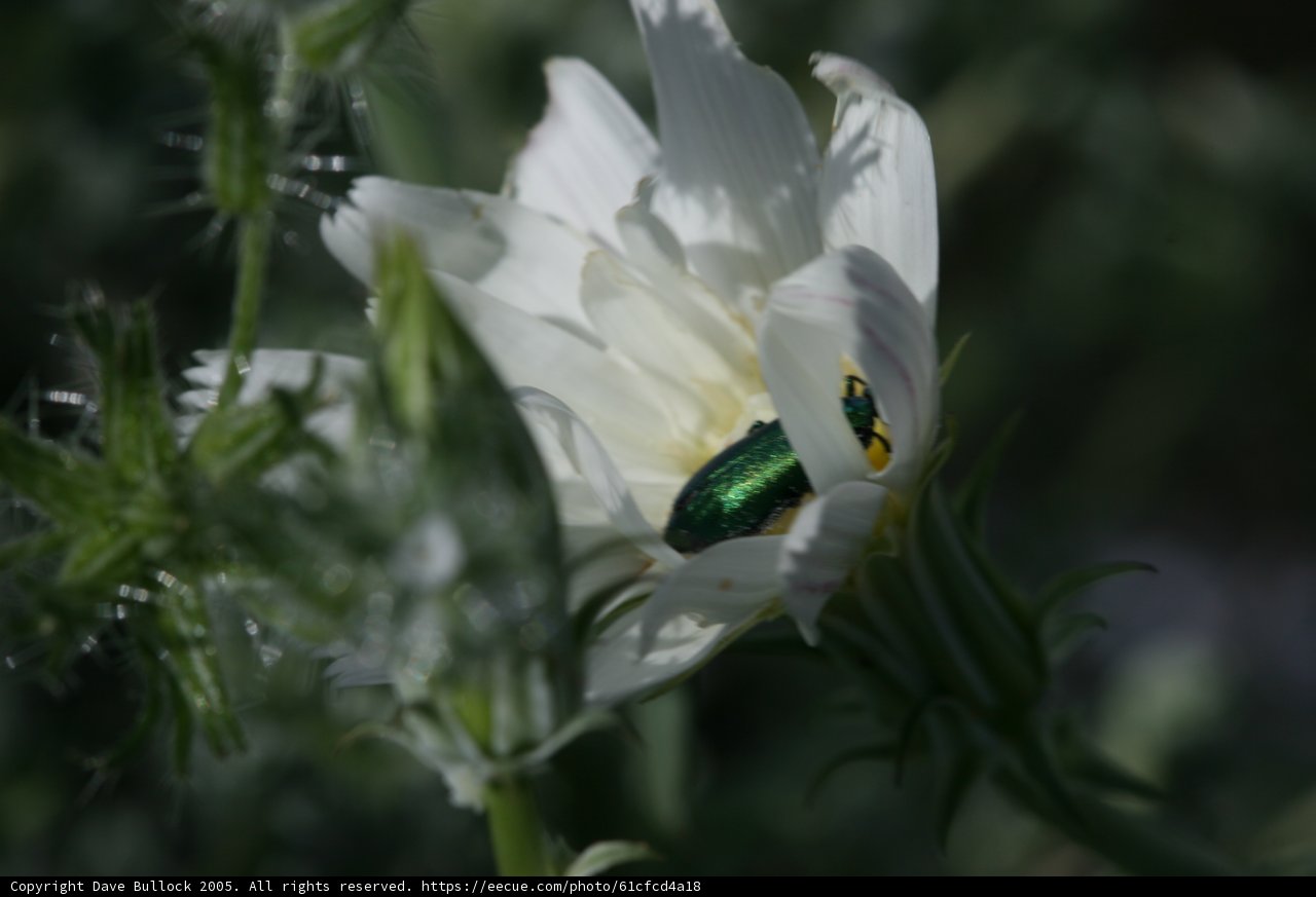 Green Beetle on White Geranium Flower