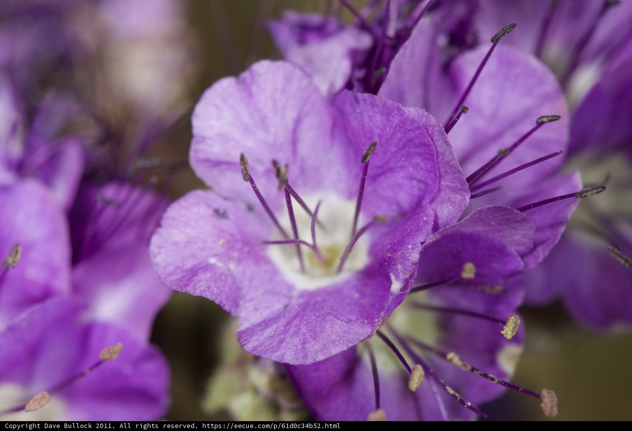 Purple Petunia with Pollen