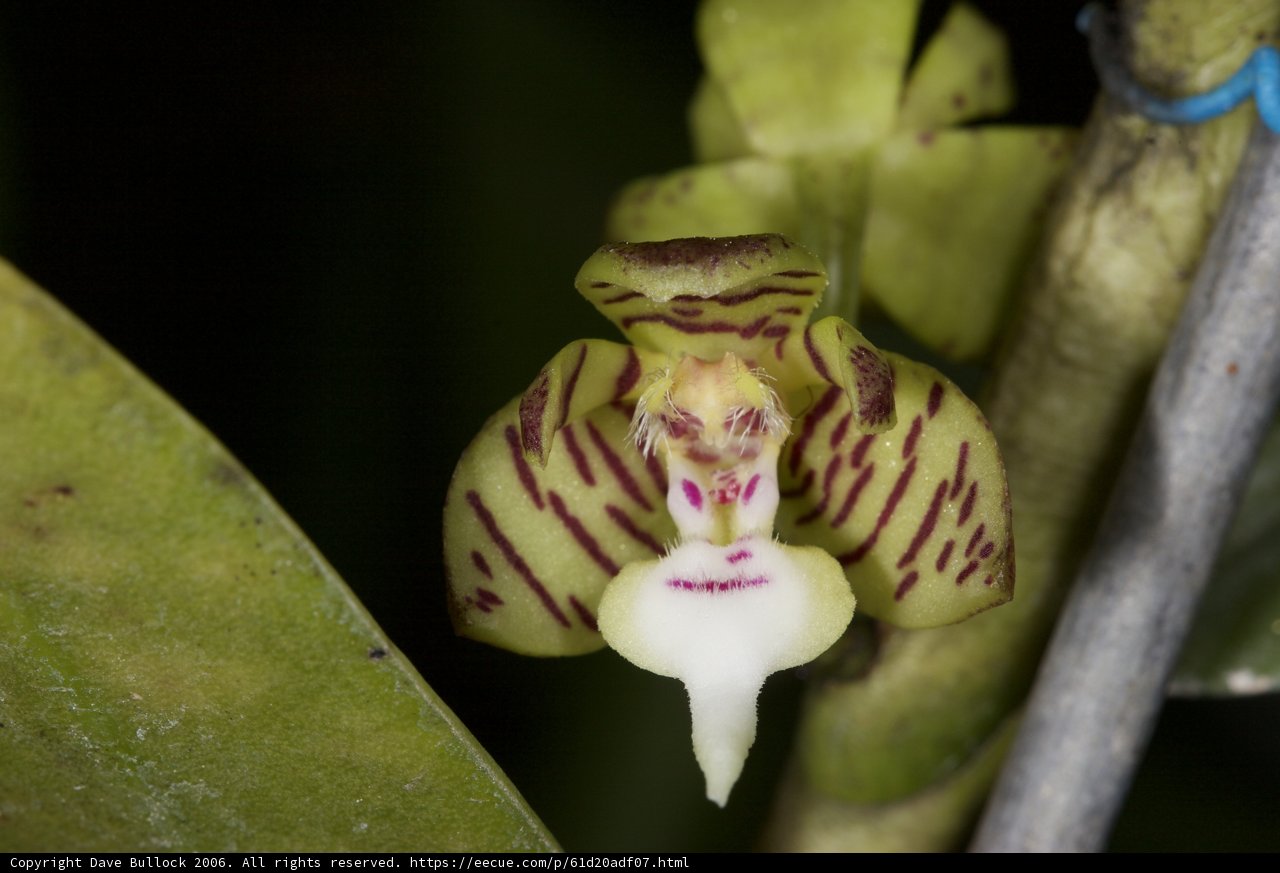 Faces in Bloom