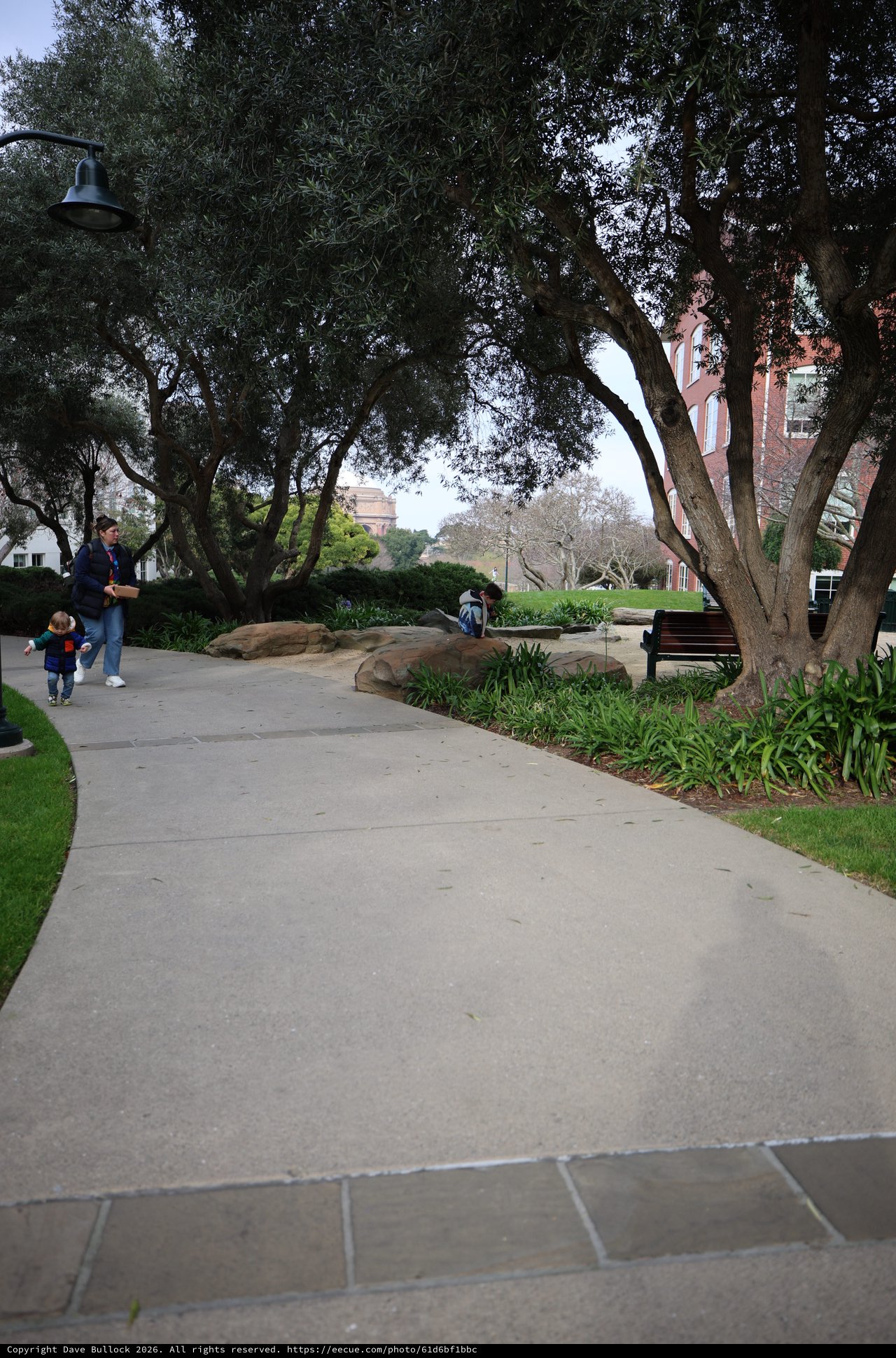 Tree-Lined Walkway at Peaceful Campus Setting
