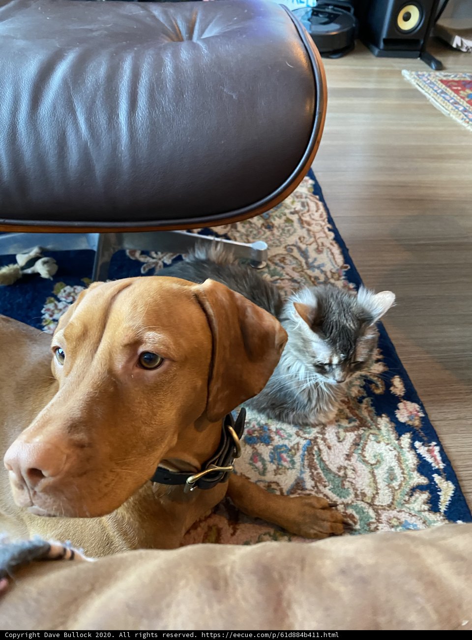 Fur Friends