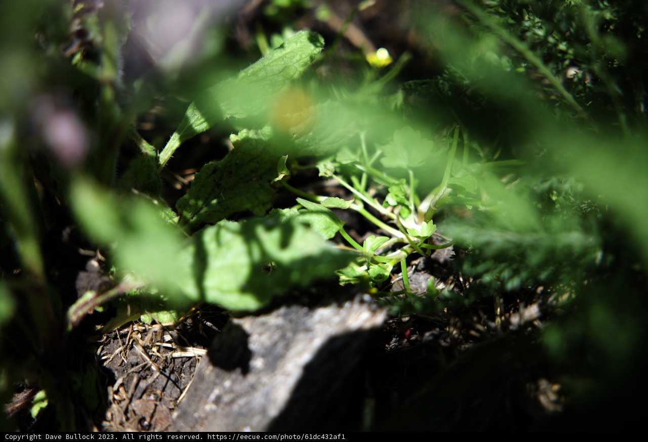 Nature's Symphony: A Regenerative Treasure