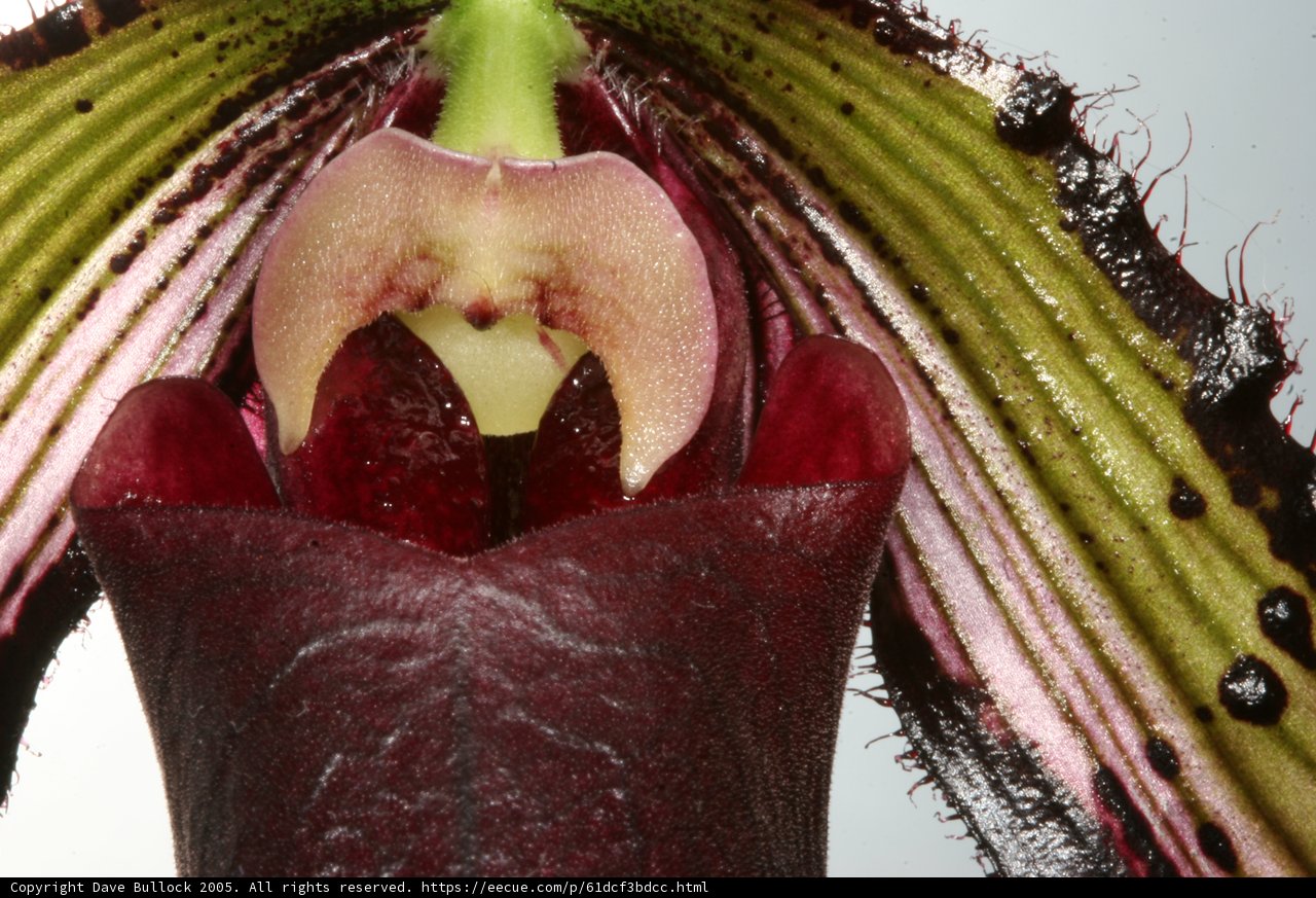 Orchid in Bloom