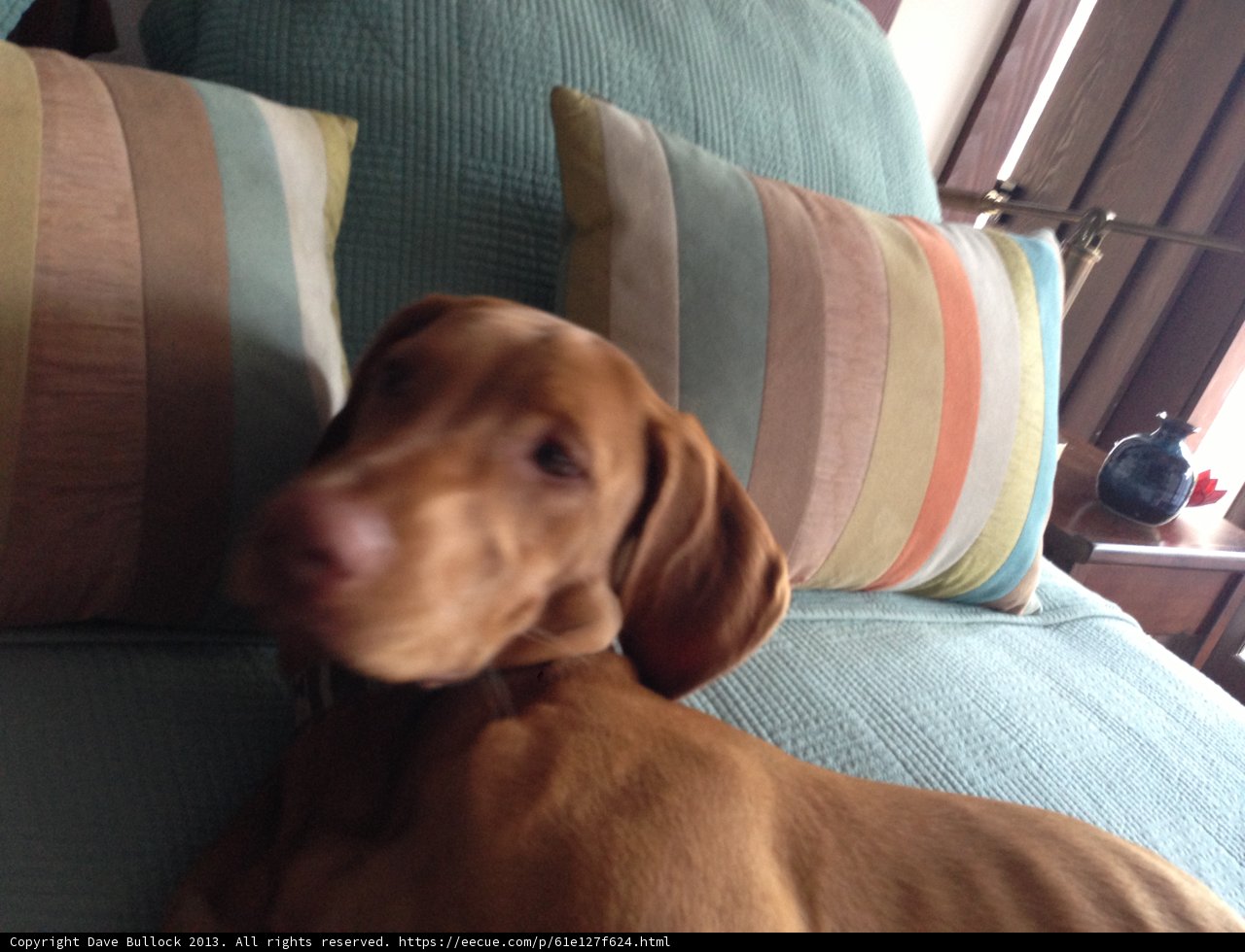 Sleepy Pup on a Cushion