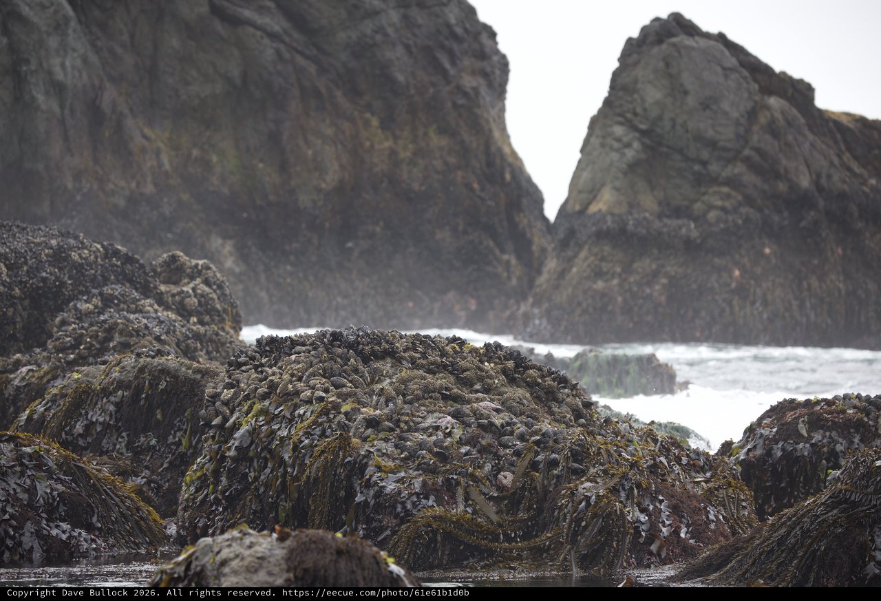 Mussel-Covered Rocks at Rugged Pacific Coastline