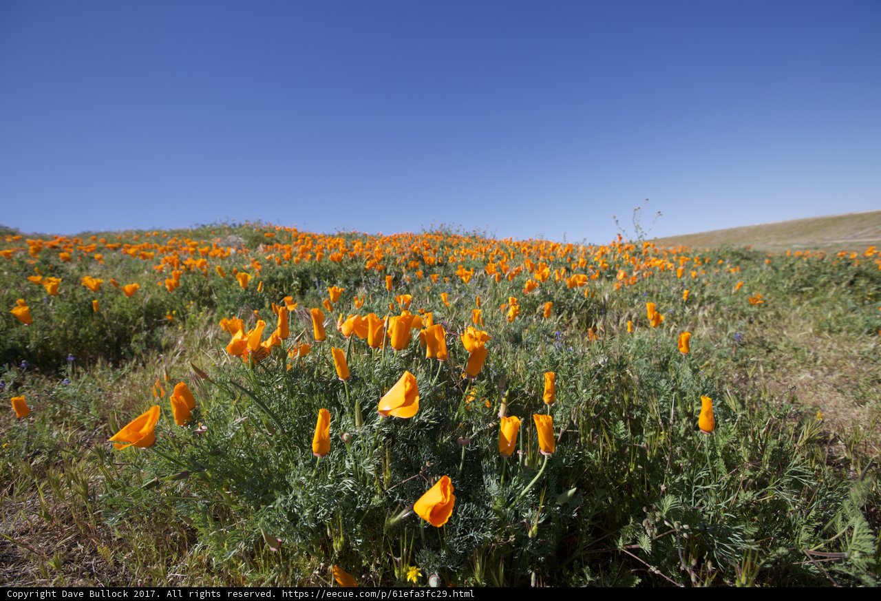 Orange Poppies in a Grassy Meadow