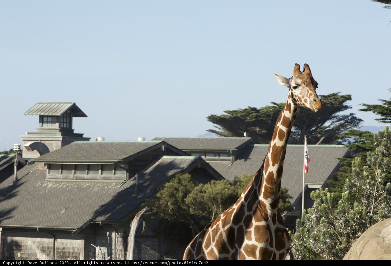 The Sky-High Neighbor: An Urban Giraffe Encounter