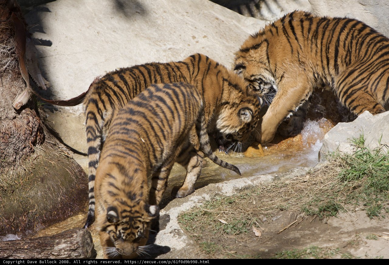 Three Tigers Quench Their Thirst