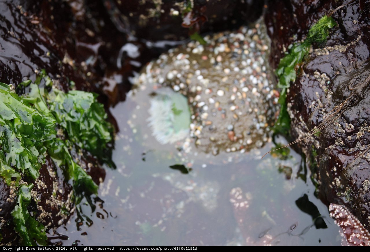 Barnacle-Encrusted Rock in Coastal Tide Pool