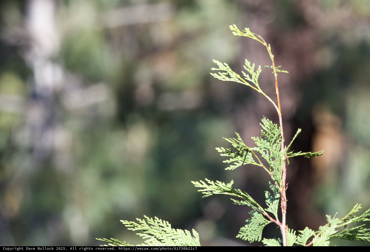 Sunlit Cedar Branch in Yosemite Winter Forest