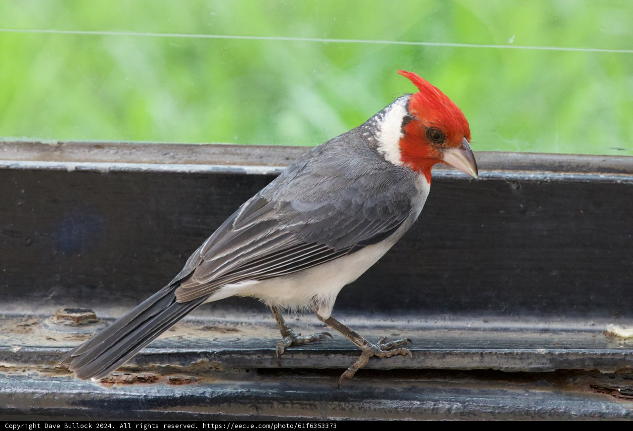 Striking Red-Crested Cardinal at Honolulu Zoo