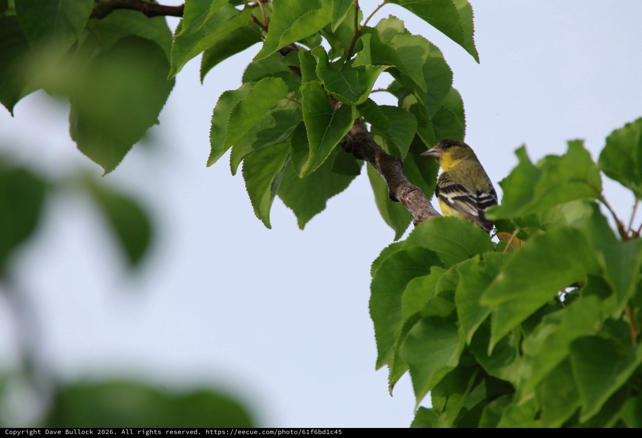Yellow Finch Perched Among Fresh Green Birch Leaves