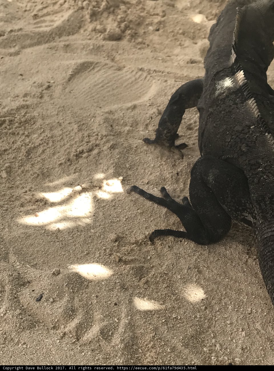 Lone Iguana
