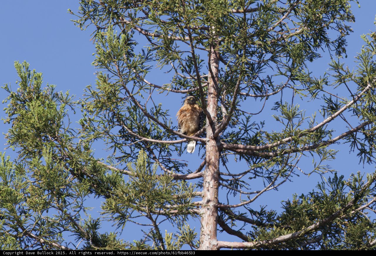 Perched Majesty