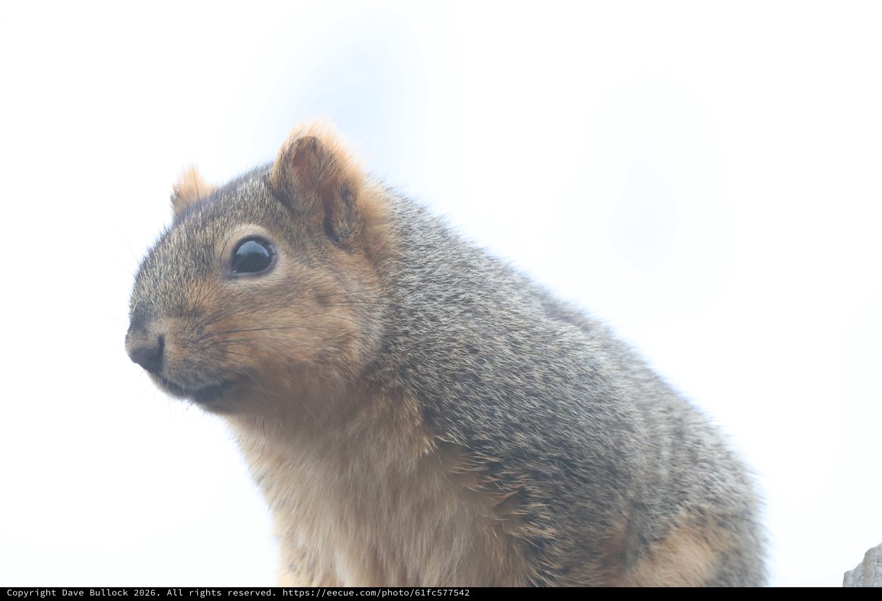 Alert Ground Squirrel Portrait in Natural Light
