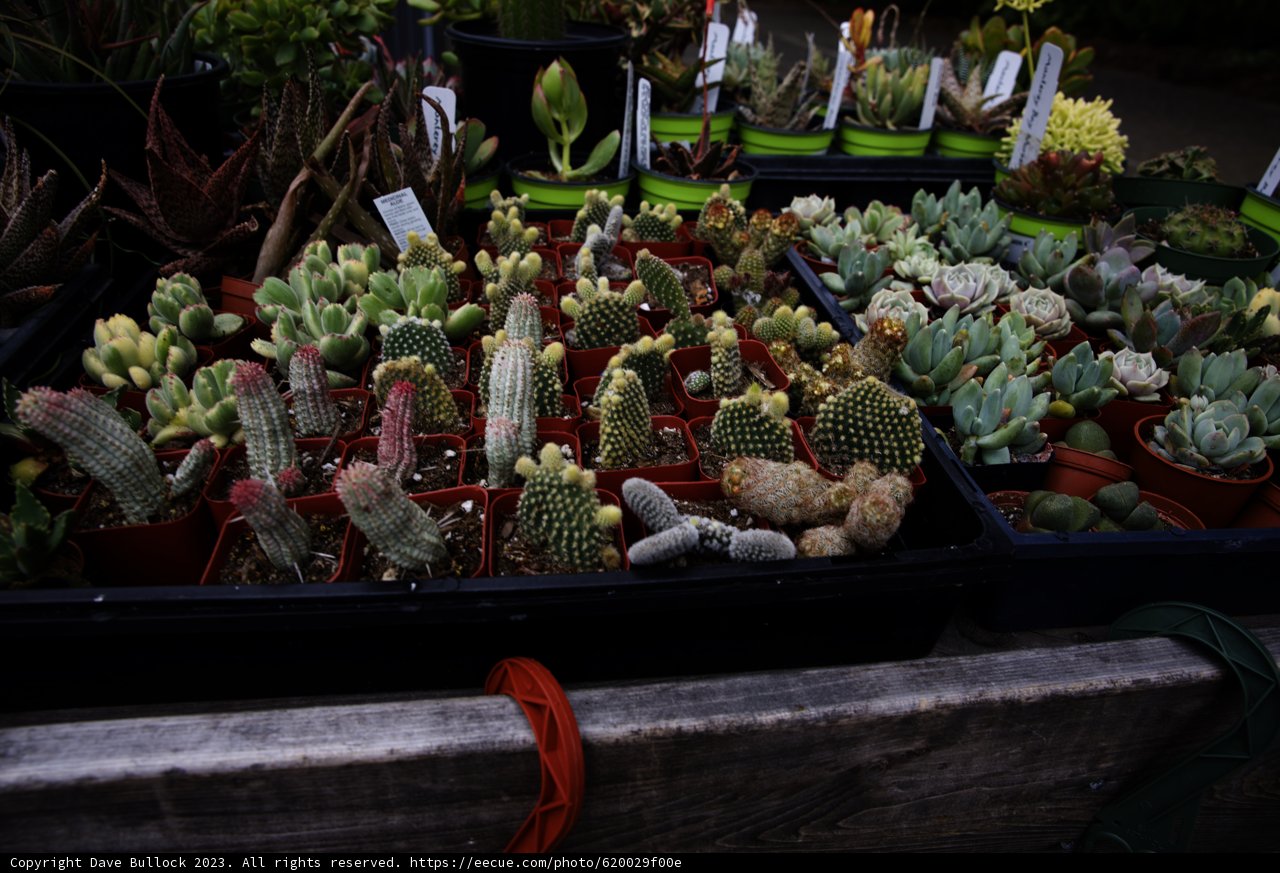 Captivating Cacti Collection