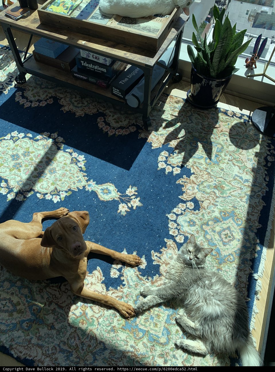 Furry Companions in the Living Room