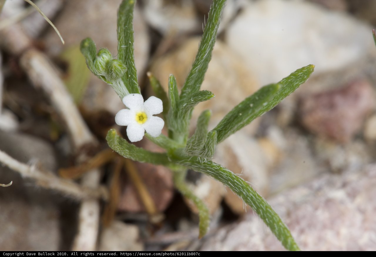 A Delicate White Flower in the Desert