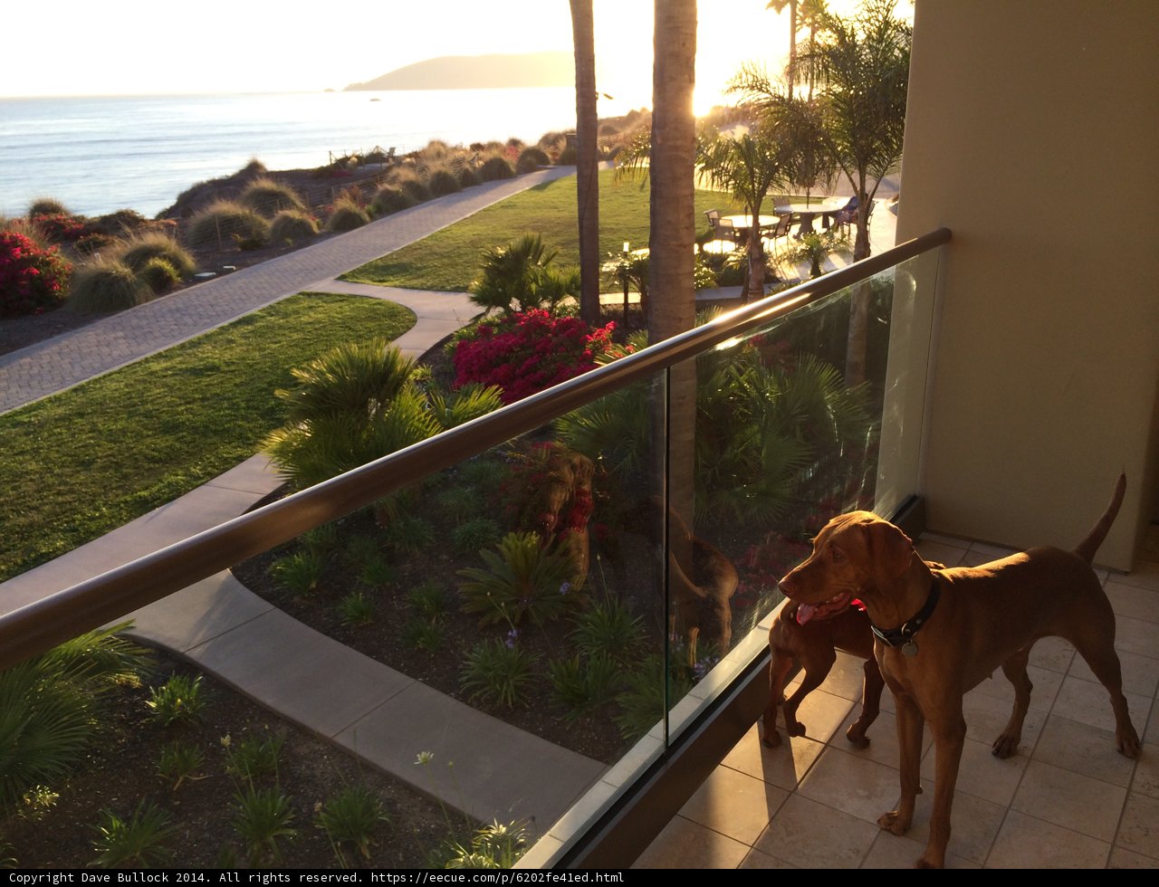 Serene Summer Views from the Balcony