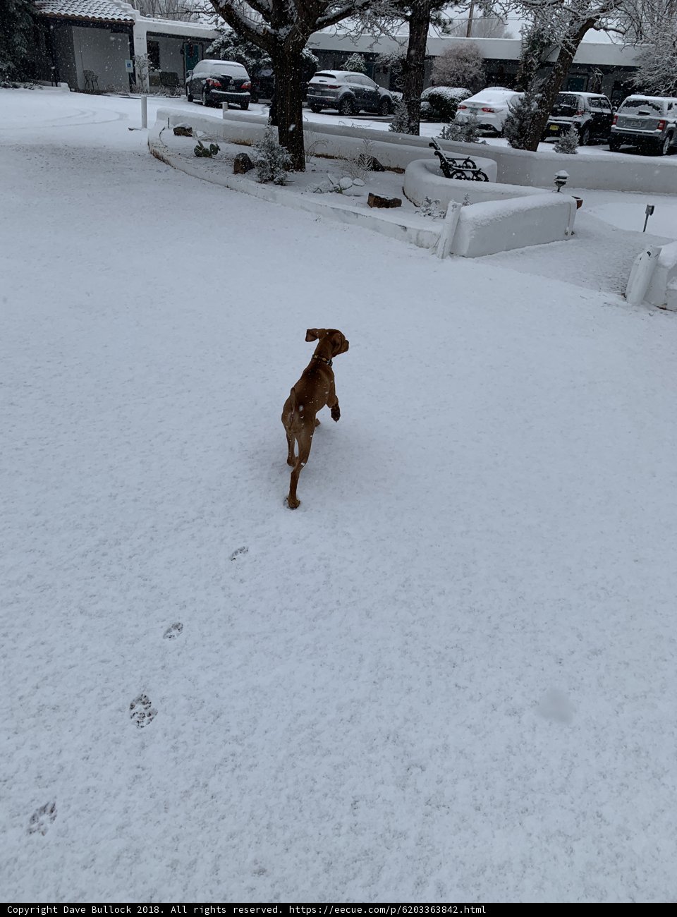 Running Wild