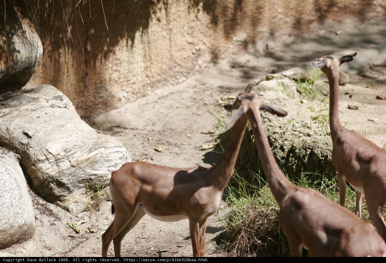 Grazing Gazelles