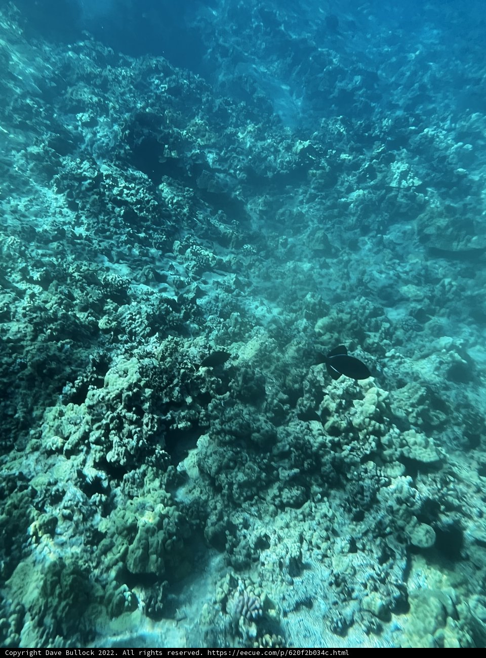 Vibrant Life at the Ocean Floor