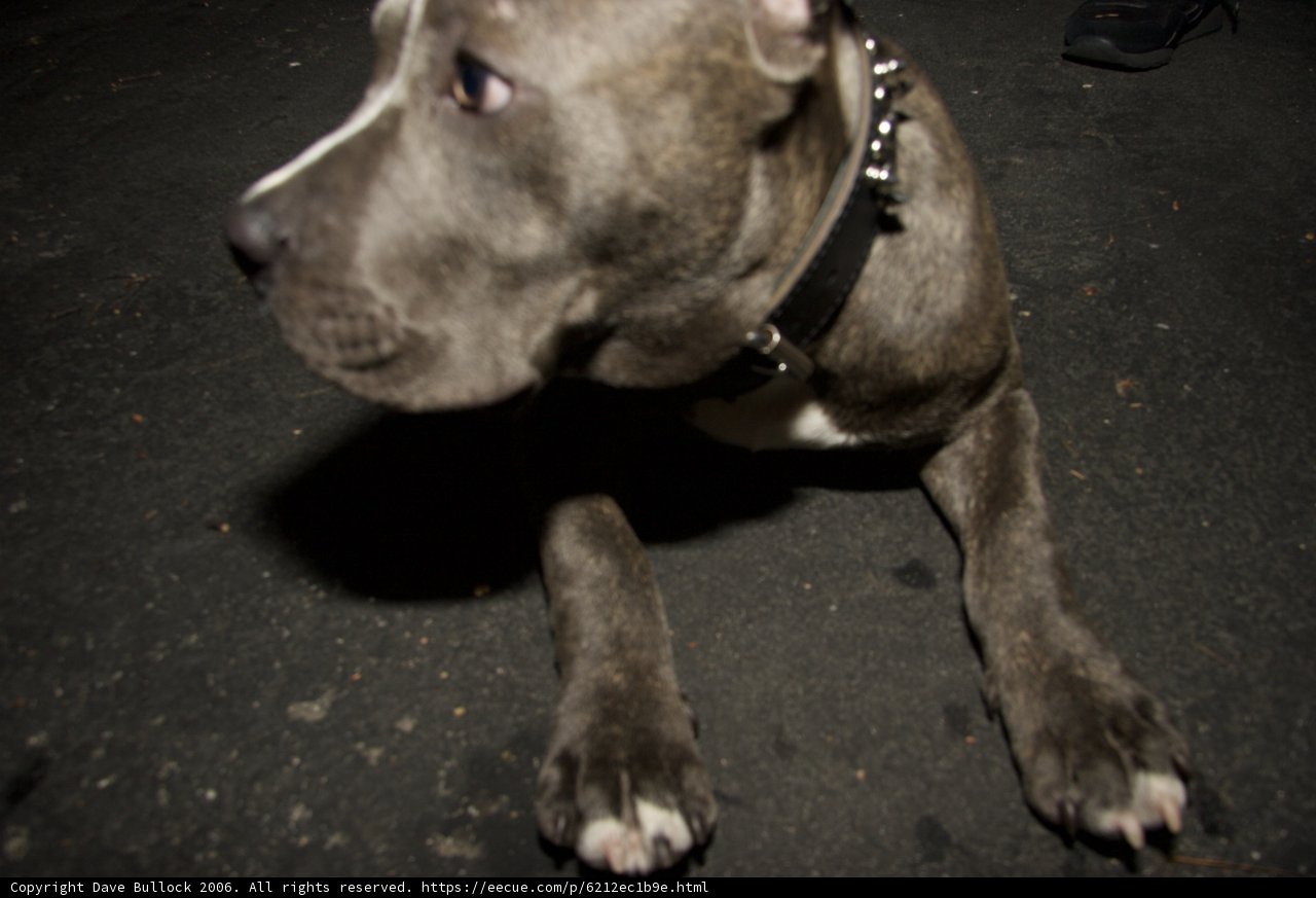 Collared Canine