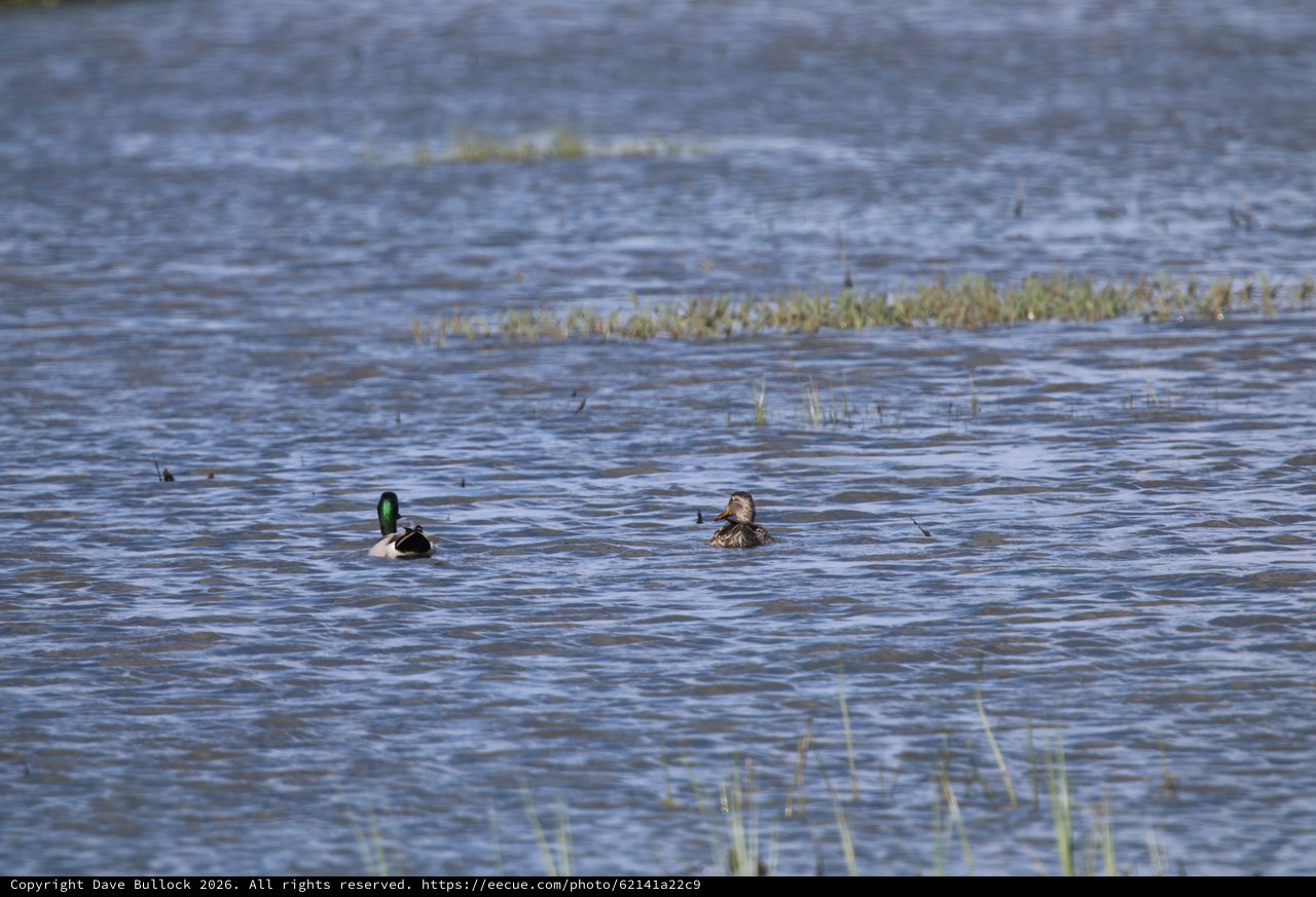 Mallard Pair Swimming in Wetland Waters