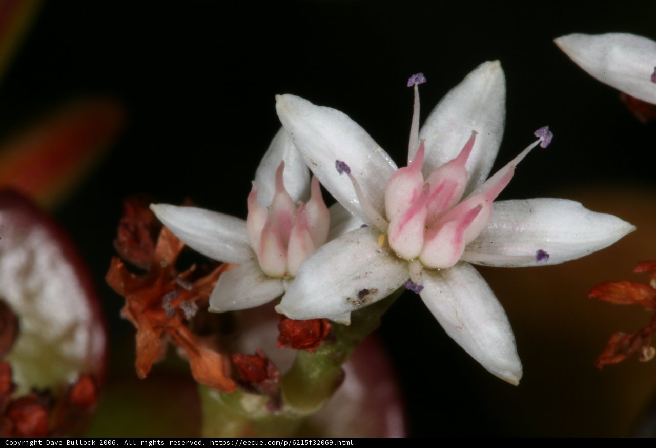 Pink and White Petals in Full Bloom