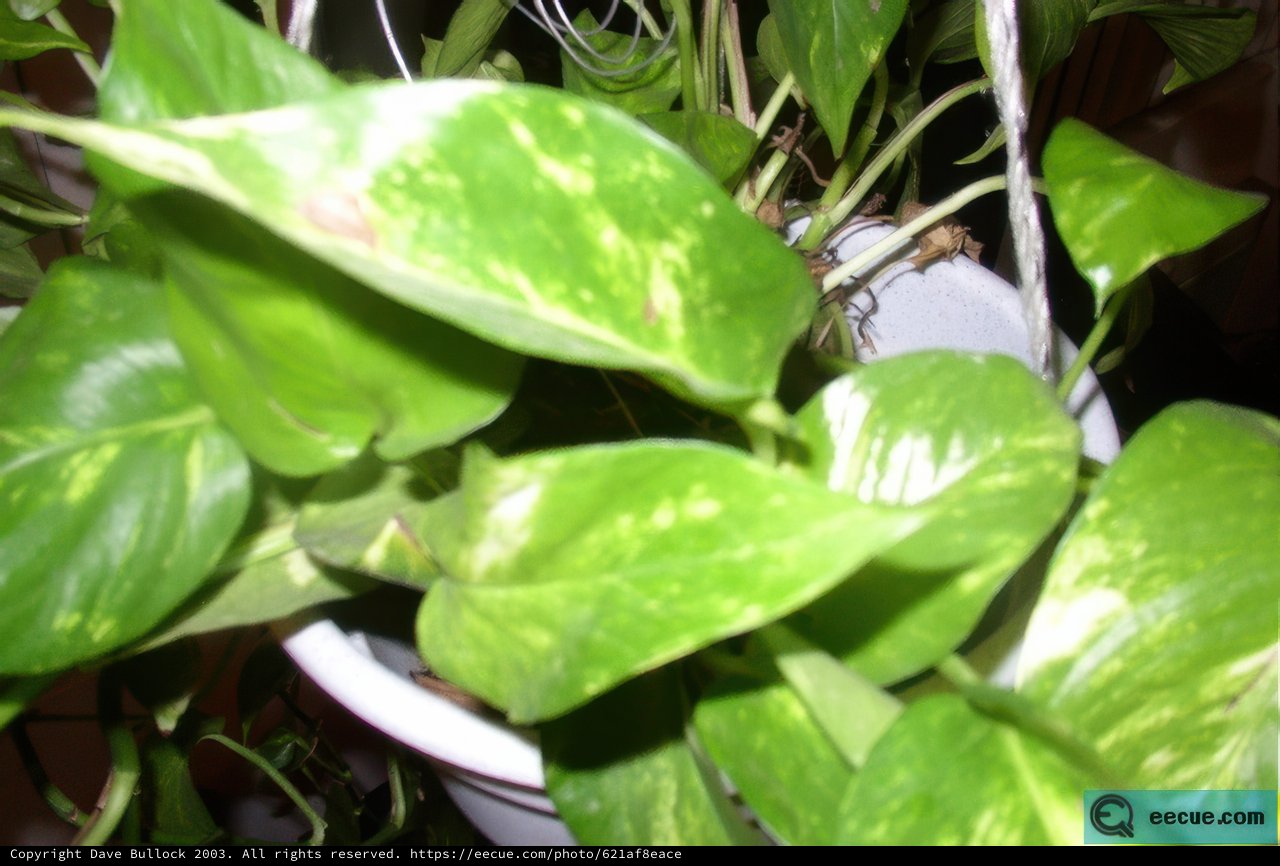 Greenery in a Pot
