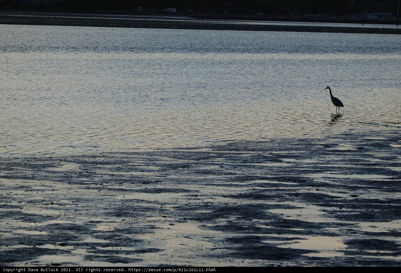 Serene Sunset Swan