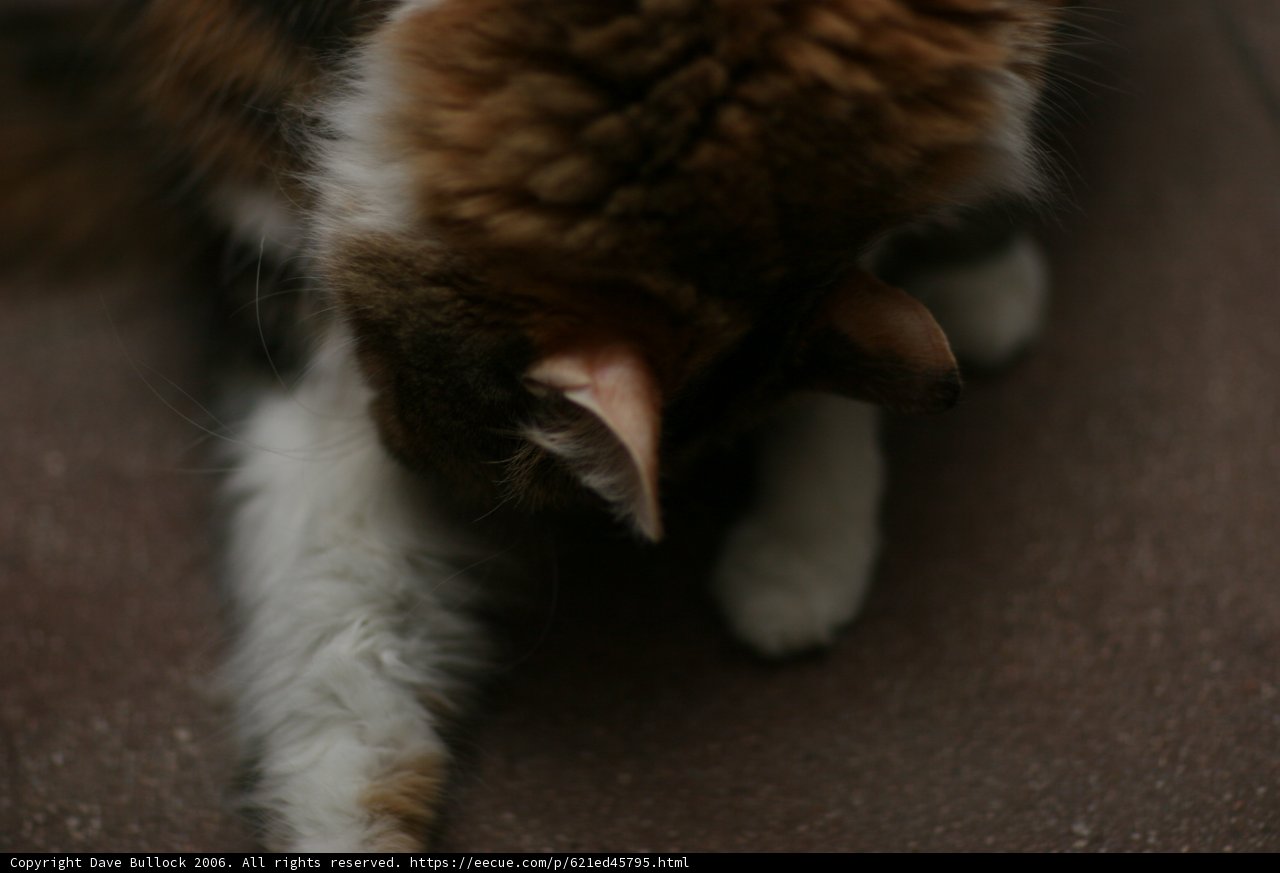Feline Bliss