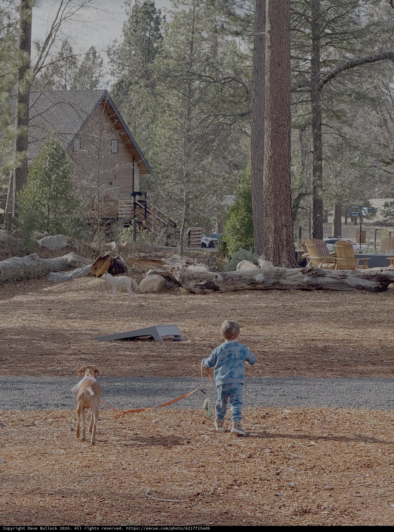Child Walking Dog in Rural Mountain Setting
